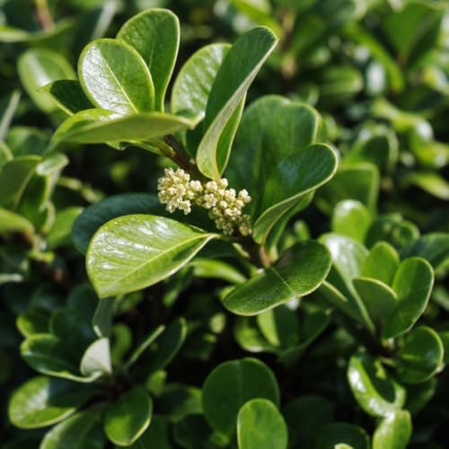 Viburnum Odoratissimum | 50 Live Plants | Fast Growing Shrub, Dense Evergreen Foliage, Fragrant White Flowers, Privacy Hedge, Low Maintenance, Drought Tolerant, Year-Round Interest - Image 3
