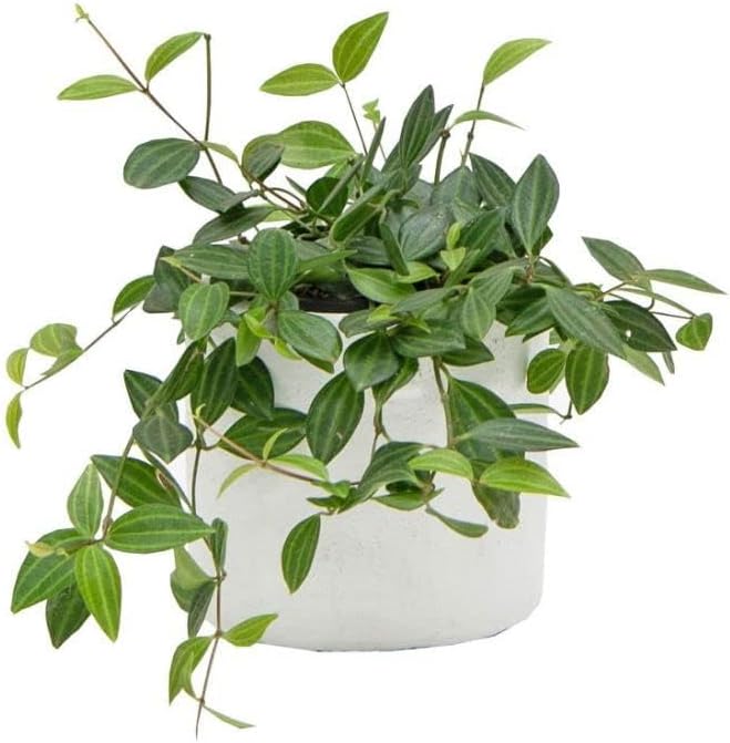 Variety of Peperomia Live Plant for Houseplant Tropical Shurb 4" Pot (Rare Trailing Peperomia Vine) - Image 3