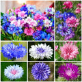 2000+ Cornflower Seeds, Mix Bachelor Button Seeds, Non-GMO Heirloom, Multicolor Cornflower Seeds Bulk, Classic Cottage Garden Flowers, Easy to Grow for Cutting Gardens & Pollinators by WivolibeSeeds