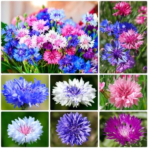 2000+ Cornflower Seeds, Mix Bachelor Button Seeds, Non-GMO Heirloom, Multicolor Cornflower Seeds Bulk, Classic Cottage Garden Flowers, Easy to Grow for Cutting Gardens & Pollinators by WivolibeSeeds