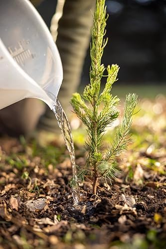 Colorado Blue Spruce Jumbo Tree Plug Seedlings | 12"-18" | Arbor Day Foundation (3-Pack) - Image 7