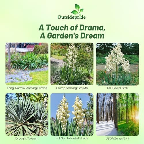 Outsidepride Adam's Needle Yucca Seeds for Planting - 200 Pcs Drought Tolerant Flower Seeds with Evergreen Foliage & Pollinator-Friendly Flowers, for Xeriscaping, Dry or Sandy Landscapes - Image 2