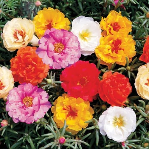 10,000+ Moss Rose Seeds – Heirloom Portulaca Seeds – Easy to Grow, Fast-Growing Annual Flower – Mixed Colors – Drought Tolerant, Non-GMO Ground Cover for Garden Landscaping - Image 6