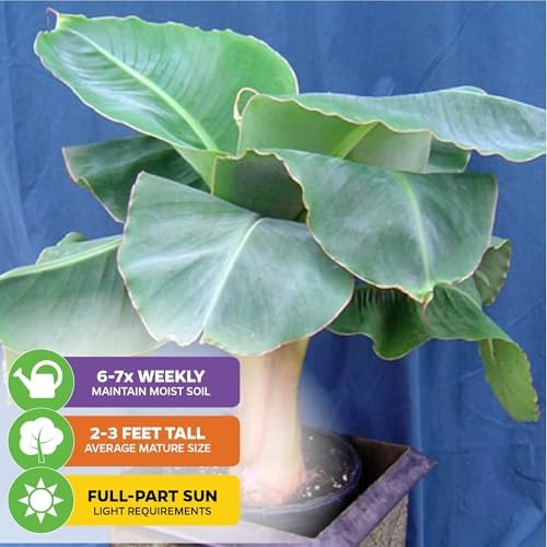 Little Prince Banana Tree (2-Pack) Live Plants by Wellspring Gardens - Image 4