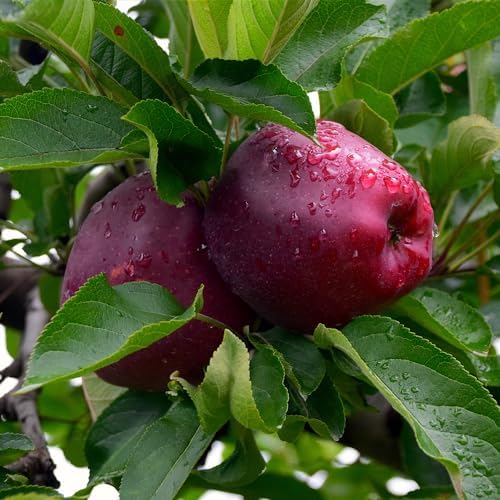 Red Delicious Apple Tree, 1 gal Nursery Pot, 2-3 ft. Tree Height - Image 2