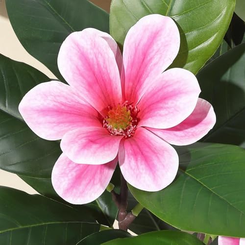4FT Artificial Magnolia Tree with Pot, Faux Flower Tree with Pink Magnolia Blooms and Green Leaves, Potted Artificial Plant for Living Room, Bedroom, Office, Entryway, Store, Home Dector - Image 5