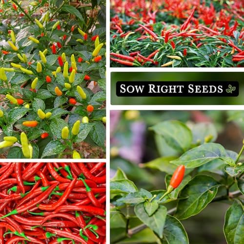 Sow Right Seeds - Tabasco Pepper Seed for Planting Outdoor Hot Peppers - Image 4