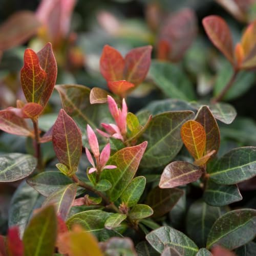 Bronze Asiatic Jasmine | 3 Live Plants | Trachelospermum asiaticum | Evergreen Groundcover with Bronze Foliage | Low-Maintenance Accent for Sun or Shade - Image 3