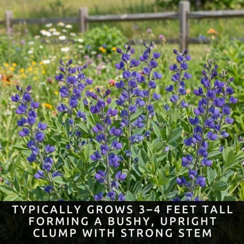 3 False Indigo Live Bare Root Plants (Baptisia Australis) | Dormant Perennial Wildflowers | Native Pollinator Garden Plants | Cold Hardy Blue Purple Blooms | Ready to Plant - Image 2