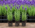 10 Live Lavender Plant Plugs | Fragrant Purple Perennial Starter Plants by CZGrain