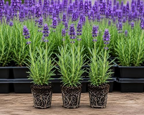 10 Live Lavender Plant Plugs | Fragrant Purple Perennial Starter Plants by CZGrain
