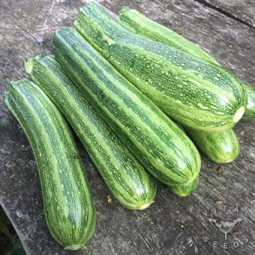 Seeds Cocozelle Zucchini - Heirloom Vegetable - GMO Free - Image 2