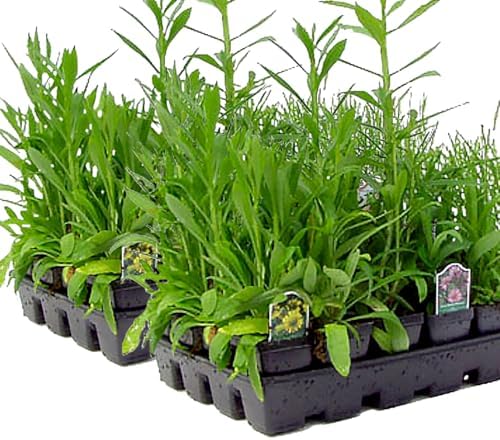 64 Live Outdoor Native Plants for Full Sun to Support Monarch Butterflies – Includes Purple Coneflower, Wild Bergamot, Butterfly Milkweed & More – Not Seeds – 4–8” Tall on Arrival – Easy to Grow - Image 4