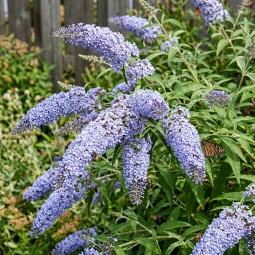 Light Blue Butterfly Bush Live Plant, Border Flower Shrub, 4-6 Inch Tall - Image 6