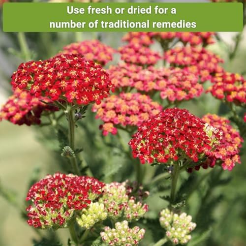 Sow Right Seeds - Yarrow Seed Collection for Planting Perennial Medicinal - Image 5