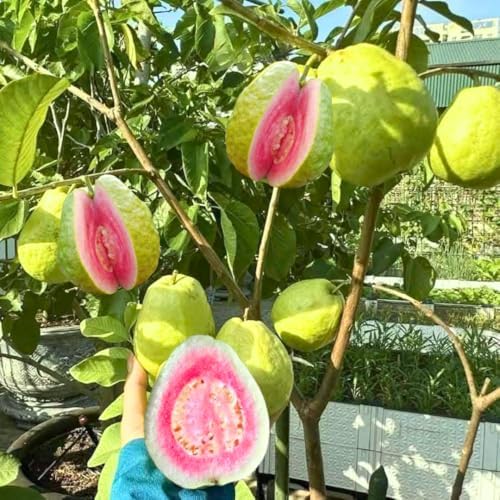 Pink Guava Tree Plant Live, Patio Container Plant, 7-12 Inch Tall - Image 5