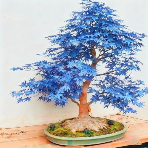 Bonsai Maple Seed for Planting, 15 Bonsai Maple Tree Seeds, Perennia Plants, Non-GMO Heirloom Maple Seed for Home Garden, Potted Decoration - Image 4