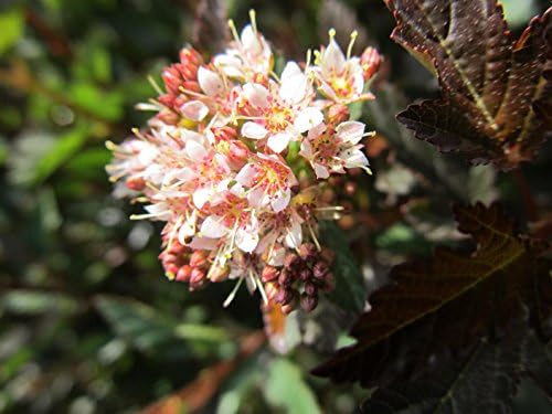 First Editions - Physocarpus op. Little Devil (Ninebark) Shrub, burgundy foliage, #3 - Size Container - Image 2