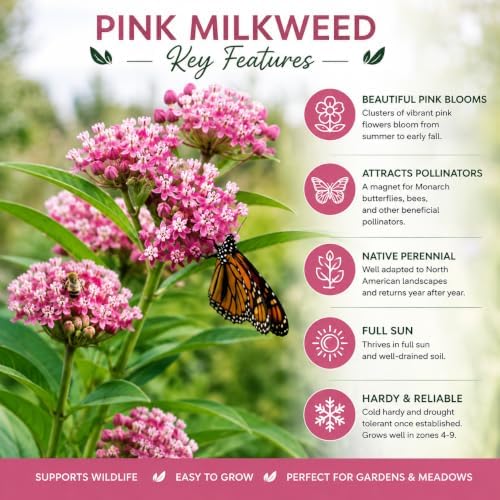 2 Pink Milkweed Plant Live in Pot (Asclepias incarnata) Swamp Milkweed - Image 6