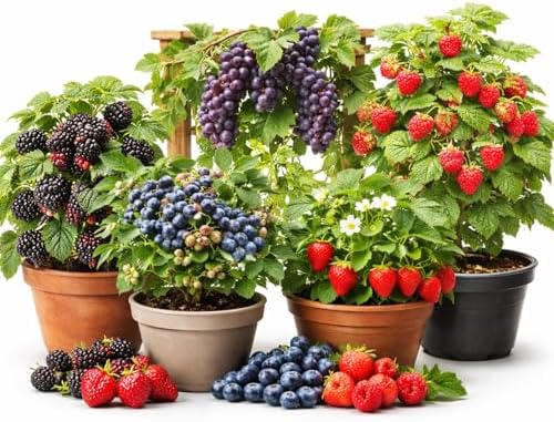 Live Berry Starter Plant Variety Pack – 1 Year Seedlings BlackBerry, Raspberry, Blueberry, Grape, & 5 Strawberry Roots, Edible Fruit Garden Kit, Outdoor Planting, Beginner Friendly Home Garden by CZGrain