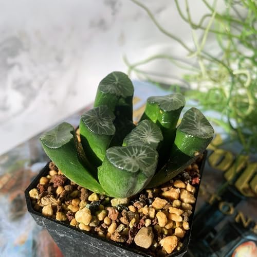 Haworthia Maughanii-Sacred Spring Rare Live Succulent Plants, 2.5" Bare Root Without Pot & Soil, Garden Indoor Office Desk Baby Shower Decoration, Friend Plant Lovers Gifts - Image 7