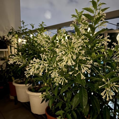 Night Bloom Jasmine Vine Live Plant, Patio Container Flower, 4-7 Inches - Image 6