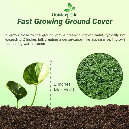 Outsidepride Perennial Dichondra Repens Seeds - 2 lbs Dense Green, Low-Maintenance Ground Cover Seeds for Planting, Ideal Lawn Alternative in Sun or Shady Areas & Erosion Control in USDA Zones 8-11 - Image 3