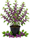 Purple Beautyberry Shrub Live Plant, Purple Berries, 4'' Pot by HILROQG
