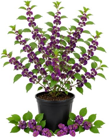 Purple Beautyberry Shrub Live Plant, Purple Berries, 4'' Pot by HILROQG