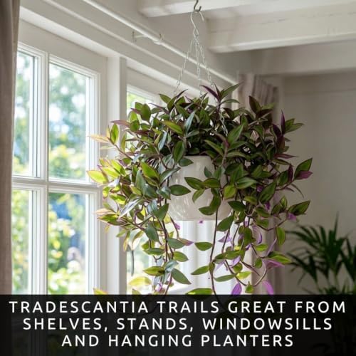 5 Jamaican Tradescantia Cuttings – Live Trailing Houseplant Starters - Image 6