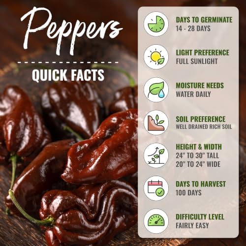 Seed Needs Chocolate Habanero Pepper Seeds to Plant Vegetables - 5 Packs - Image 4