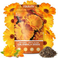Calendula Seeds 1 oz (Over 3,500+ Seeds) – Heirloom Calendula Seeds for Planting, Easy to Grow, Attracts Pollinators Butterflies & Bees, Ideal for Borders, Containers & Cottage Gardens by Fruivity