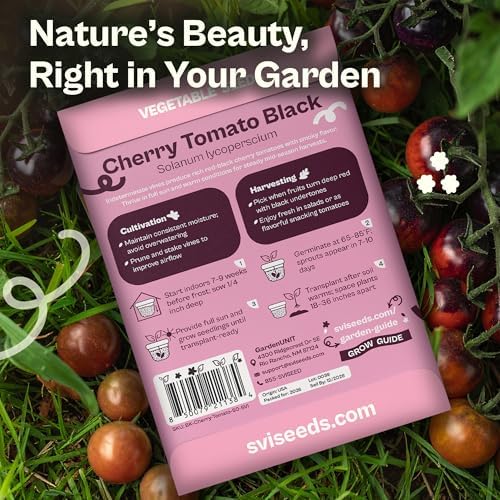 SVI 50 Black Cherry Tomato Seeds (Solanum Lycoperscium) - Black Cherry Tomatoes Seed Packets, Sweet Heirloom Tomato on Vine - Non GMO Vegetable Seeds for Outdoor & Indoor Garden, Containers - Image 2