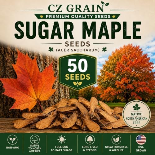 50 Sugar Maple Tree Seeds | Acer Saccharum Native Shade Tree Seeds to Grow by CZGrain
