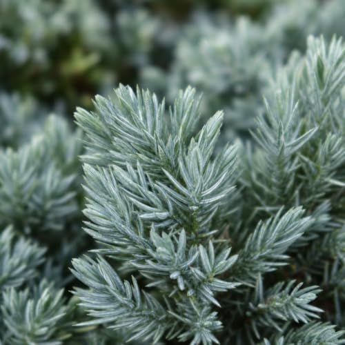 Blue Star Juniper - 3 Live Plants - Juniperus Squamata - Low Maintenance Evergreen Groundcover - Image 3