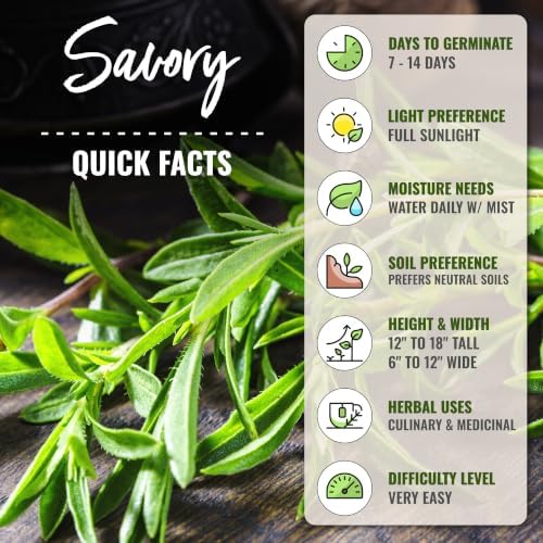 Seed Needs Summer Savory Seeds to Plant Non-GMO & Heirloom Herbs XL Pack - Image 4