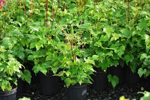 Perennial Farm Anemone x Hybrida 'Pamina' – Live Windflower in #1 Container, Semi-Double Deep Rose-Pink Blooms, Long Blooming, Deer Resistant, Perfect for Borders, Shade & Pollinator Gardens - Image 6