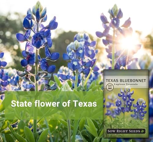 Sow Right Seeds - Texas Bluebonnet Seed for Planting Wildflower Garden - Image 3