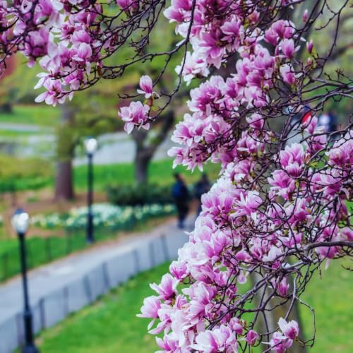 Saucer Magnolia Tree Live Plant, Fragrant Bloom Tree, 6-8 Inch Tall - Image 3