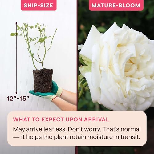 Heirloom Climbing Roses, Live Own Root Plant, Créme de la Créme - Image 2