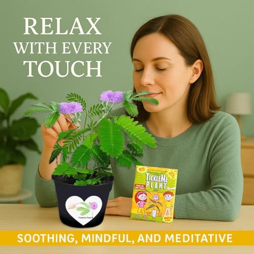 Seeds 4-Pack –Grow Real Plants that Close When Touched - Image 7