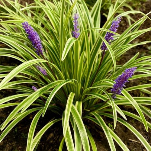 Perennial Farm Liriope M. 'Variegata' (Variegated Lilyturf) – Ornamental Grass in #1 Container, Lilac-Purple Flower Spikes, Variegated Green & Cream Foliage, Shade Tolerant, Great for Borders & Edging by PerennialFarmMarketplace
