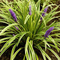 Perennial Farm Liriope M. 'Variegata' (Variegated Lilyturf) – Ornamental Grass in #1 Container, Lilac-Purple Flower Spikes, Variegated Green & Cream Foliage, Shade Tolerant, Great for Borders & Edging by PerennialFarmMarketplace