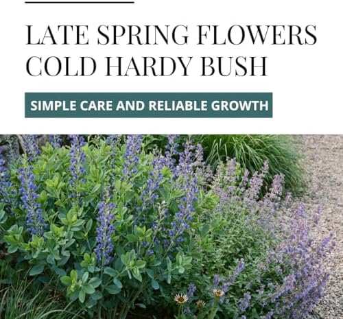 Wild Indigo Bush Seeds for Planting, Native Shrub, 100 Premium Seeds - Image 5