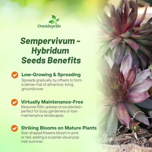 Outsidepride Hybridum Sempervivum Seeds - 1000 Pcs Perennial Flower Mix Seeds with Long Blooming Season & Attractive to Pollinators, Easy to Propagate for Borders, Containers, or Cottage Gardens - Image 3