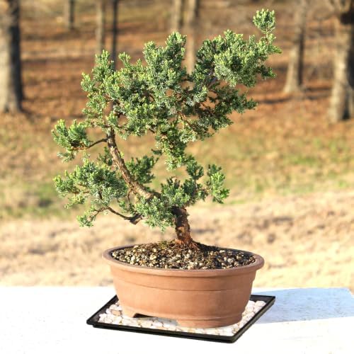 Brussel's Bonsai - Large Juniper Live Bonsai Tree with Tray, Indoor Plant - Image 5