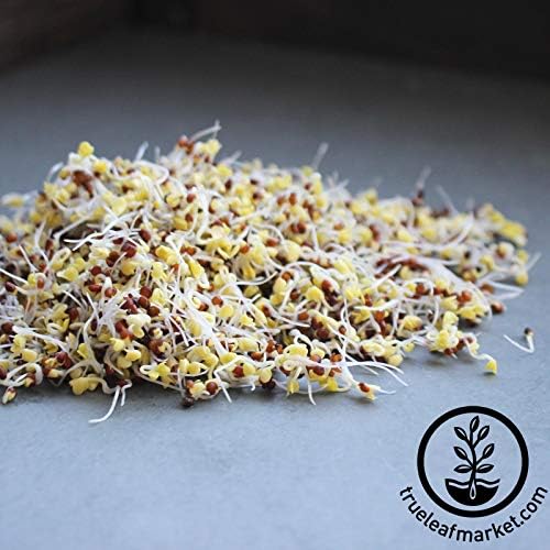 Handy Pantry Organic Broccoli Sprouting Seeds 2.5 Pound Resealable Bag - Image 5