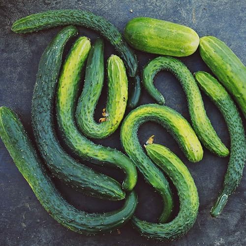 Eden Brothers Cucumber Seeds - Suyo Long by EdenBrothers