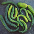 Eden Brothers Cucumber Seeds - Suyo Long by EdenBrothers