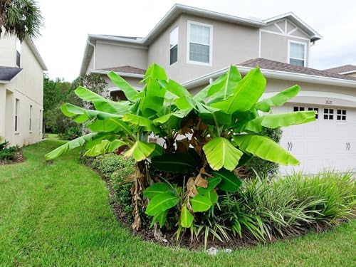 Greenwood Nursery: Live Perennial Plants - Musa Basjoo Cold Hardy Banana - [Qty: 5X Pint Pots] - (Click for Other Available Plants/Quantities) by GreenwoodNursery